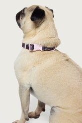 Bonney Bow Pet Collar