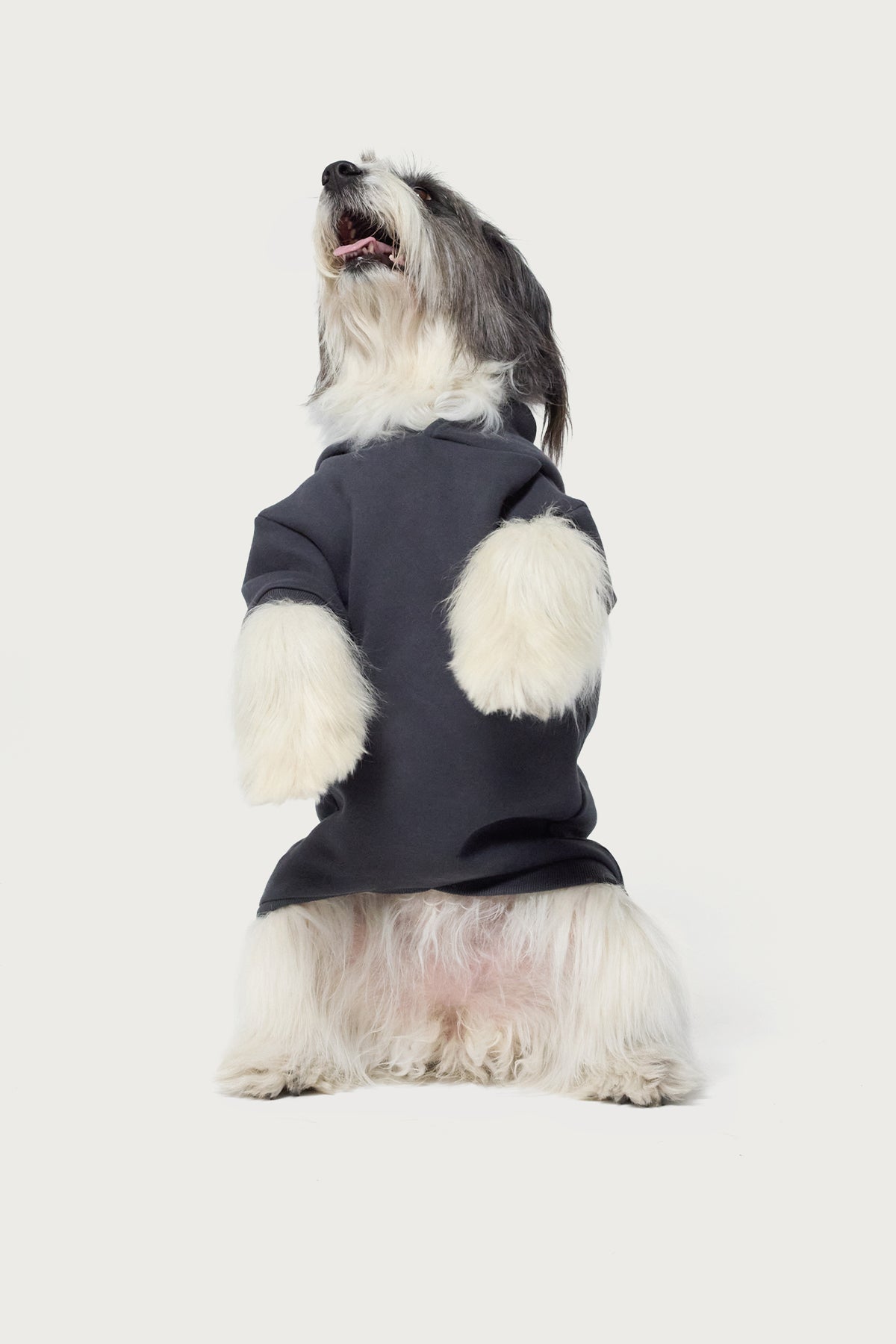 Bonney Bow Pet Hoodie