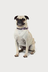 Bonney Bow Pet Collar