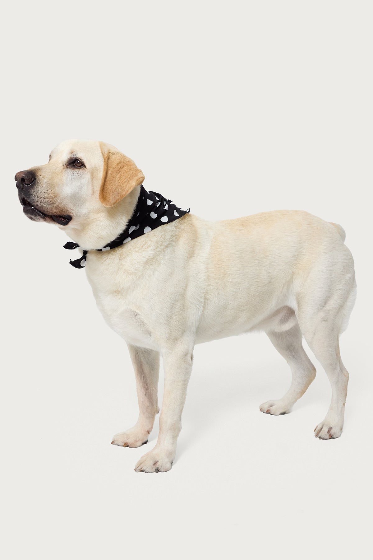 Polka Dot Edikted Pet Bandana
